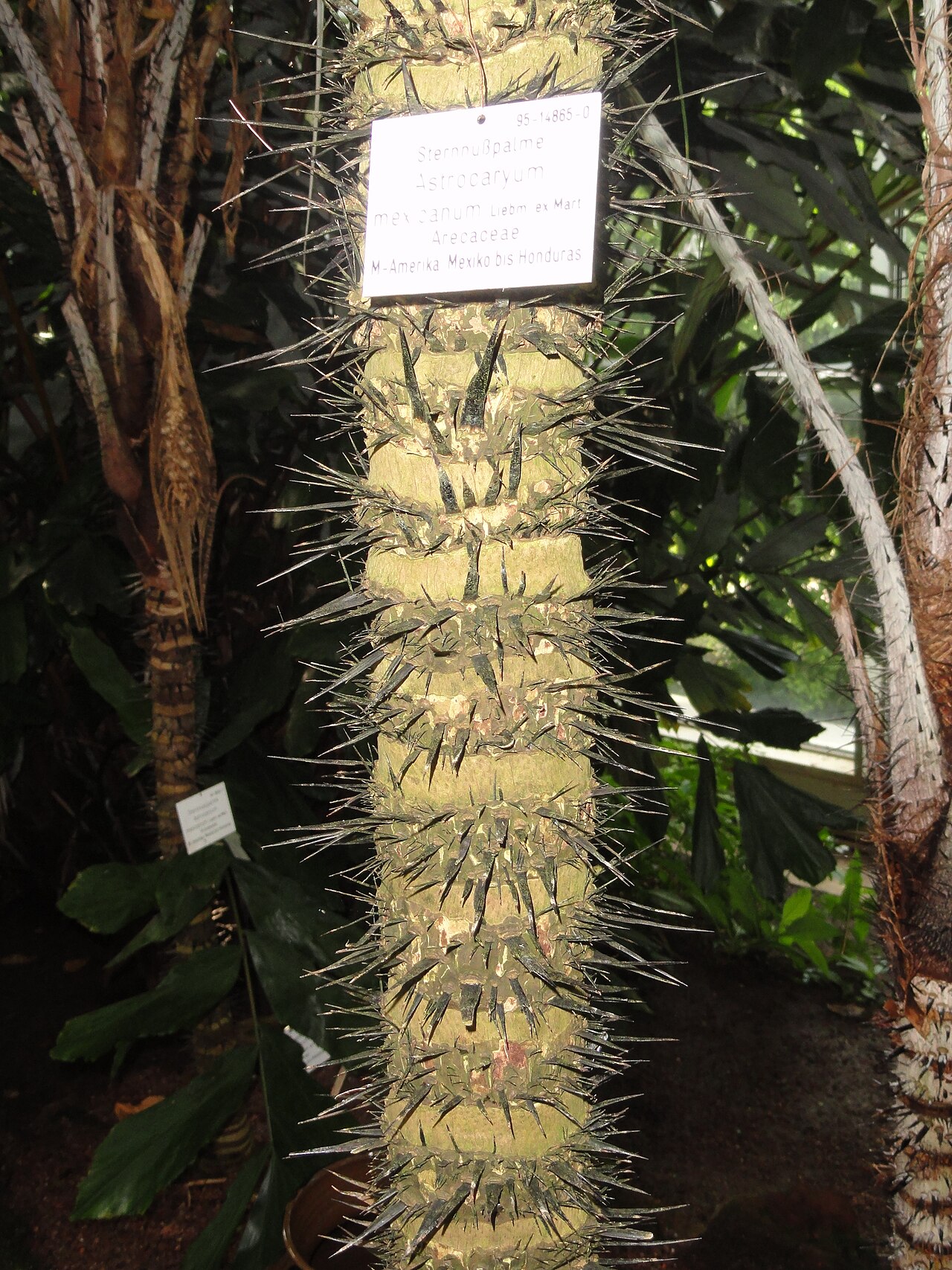 Astrocaryum mexicanum: Botanical specimen in the Palmengarten, Frankfurt am Main, Germany.