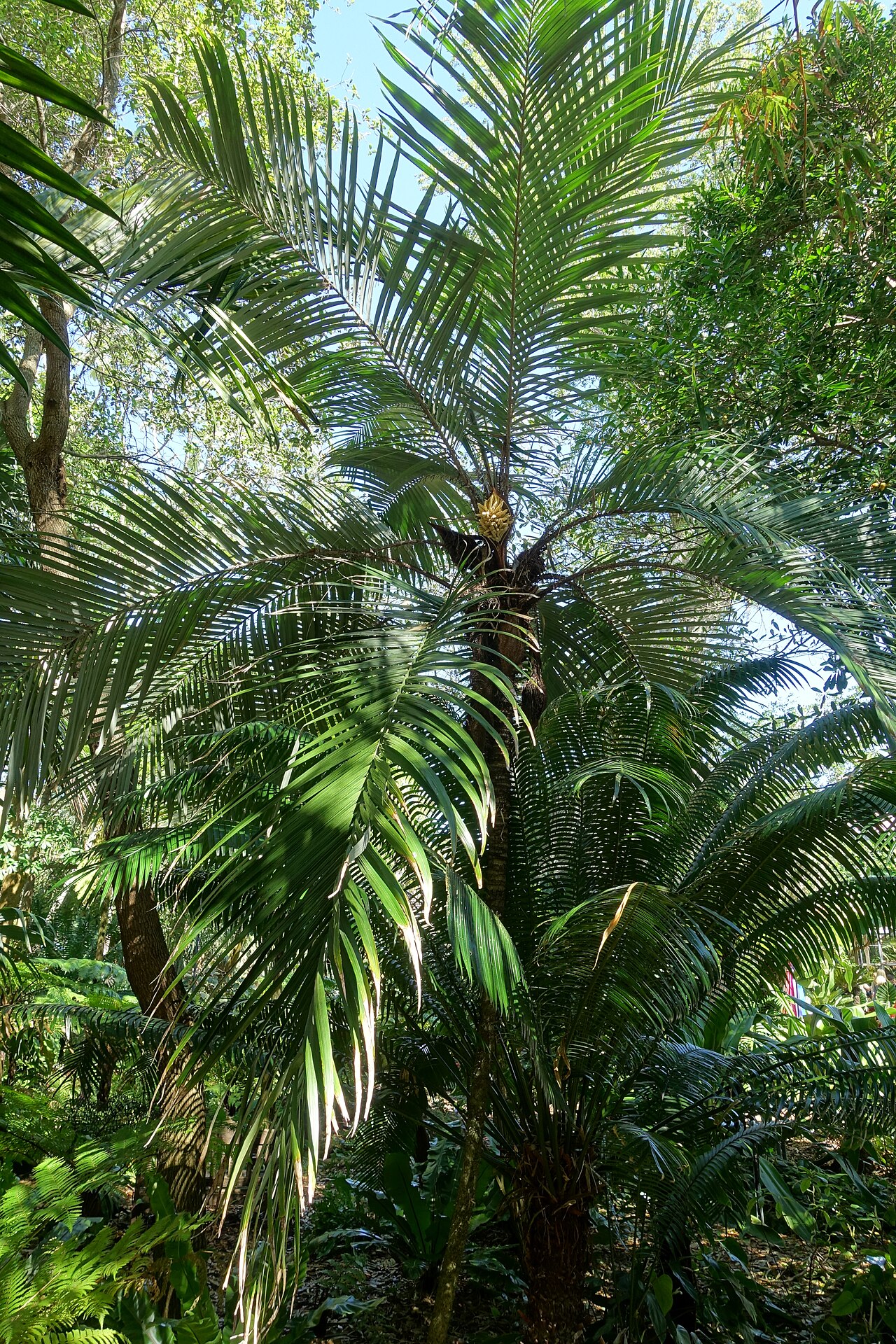 Astrocaryum mexicanum: Botanical specimen in the Marie Selby Botanical Gardens - Sarasota, Florida, USA.