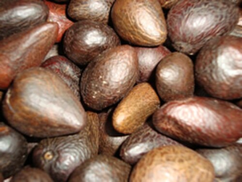 Murumuru palm: Murumuru seeds
