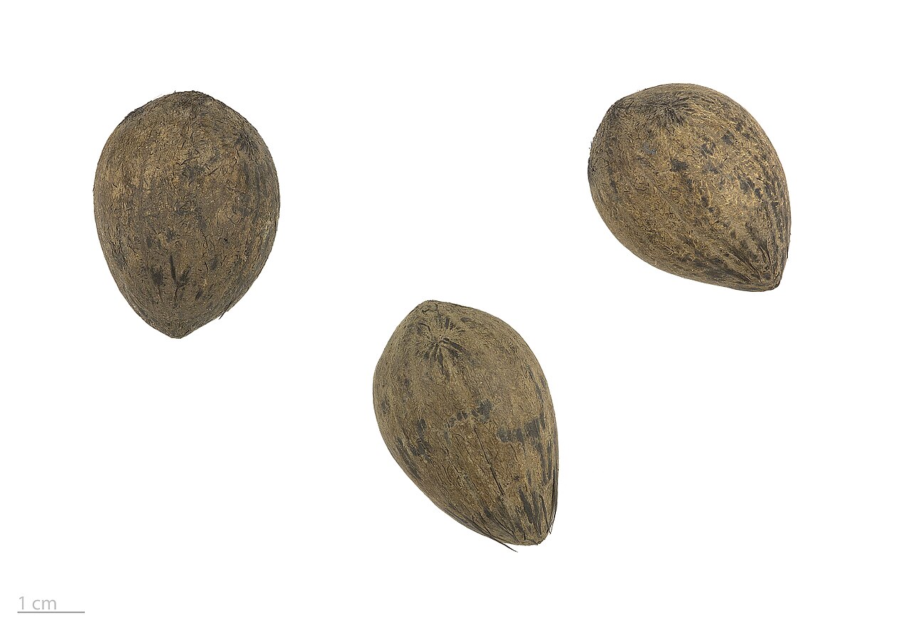 Murumuru palm: Astrocaryum murumuru (palm), seeds