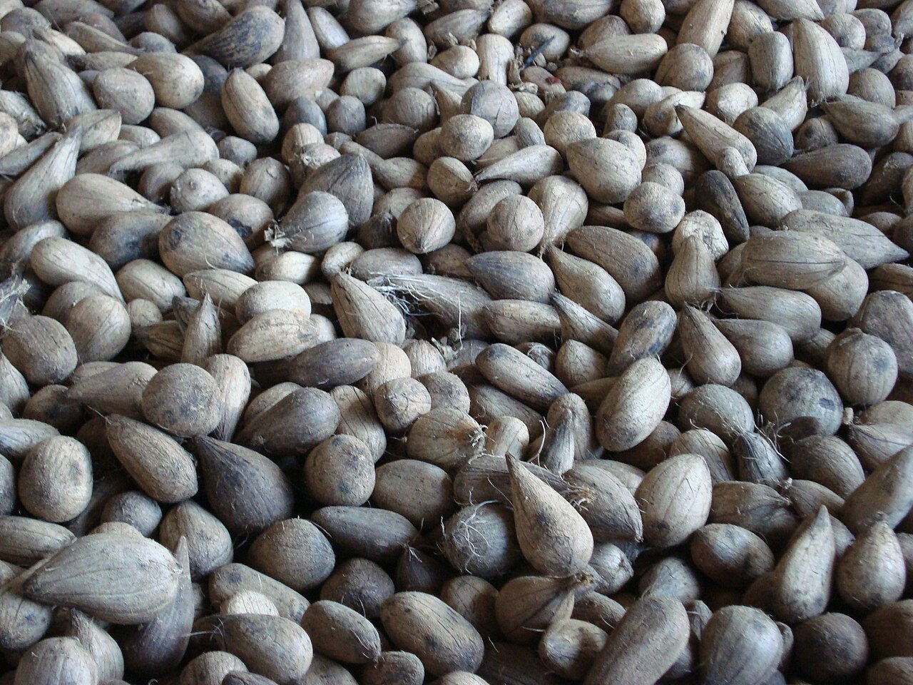 Murumuru palm: Murumuru seeds