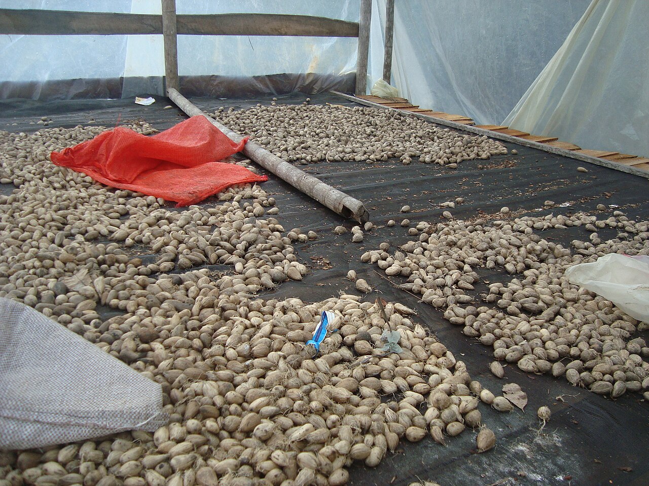 Murumuru palm: Seeds of Astrocaryum murumuru
