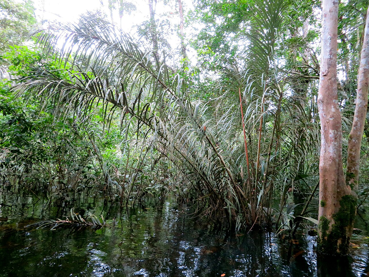Murumuru palm: Astrocaryum murumuru in Ecuador