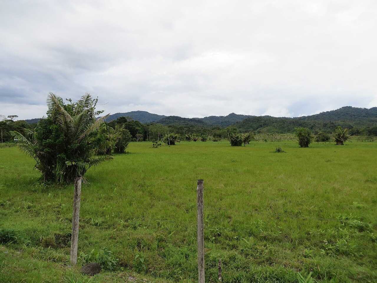 Murumuru palm: Astrocaryum murumuru in Ecuador