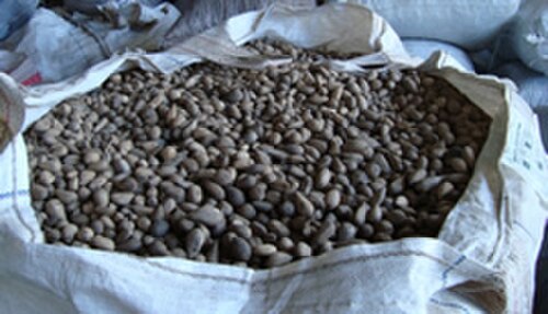 Murumuru palm: Murumuru seeds