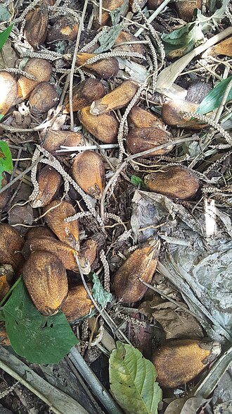 Murumuru palm: Astrocaryum murumuru in Peru
