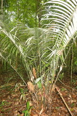 Astrocaryum paramaca (Astrocaryum paramaca)