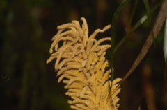 Astrocaryum paramaca (Astrocaryum paramaca)