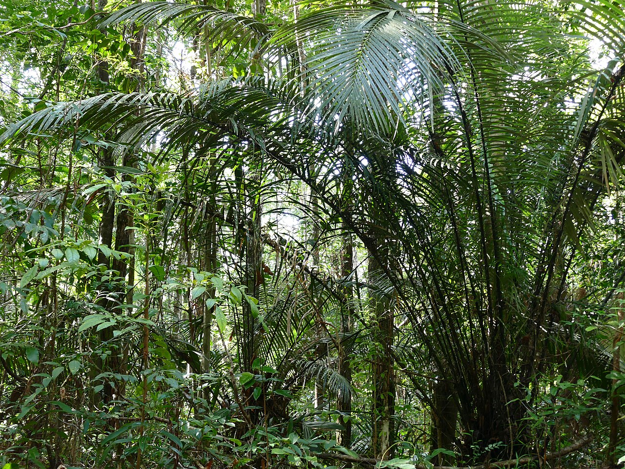 Astrocaryum paramaca: Crique Couleuvre, Les Trois Rois, Macouria, French Guyana, FRANCE