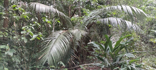 Astrocaryum paramaca (Astrocaryum paramaca)
