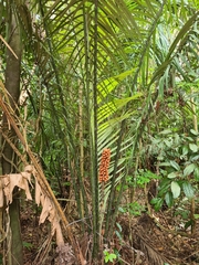 Astrocaryum paramaca (Astrocaryum paramaca)