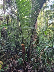 Astrocaryum paramaca (Astrocaryum paramaca)