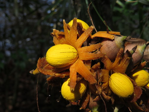 Astrocaryum paramaca (Astrocaryum paramaca)