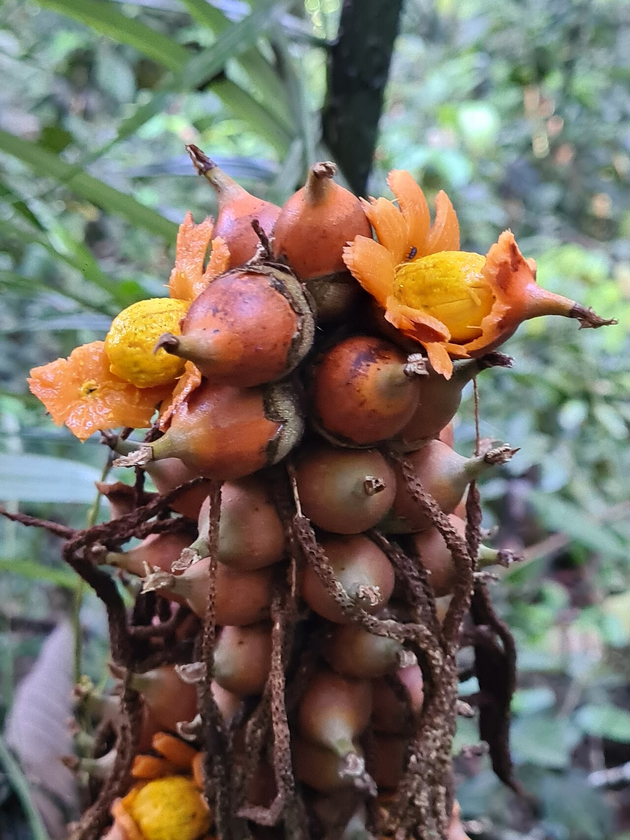 Astrocaryum paramaca: Astrocaryum paramaca