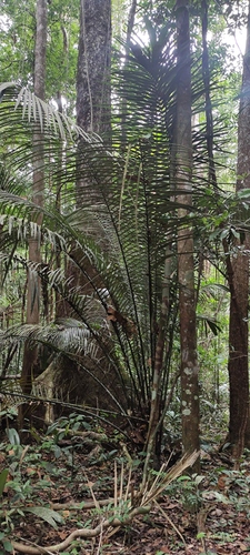 Astrocaryum paramaca (Astrocaryum paramaca)