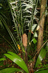 Astrocaryum paramaca (Astrocaryum paramaca)