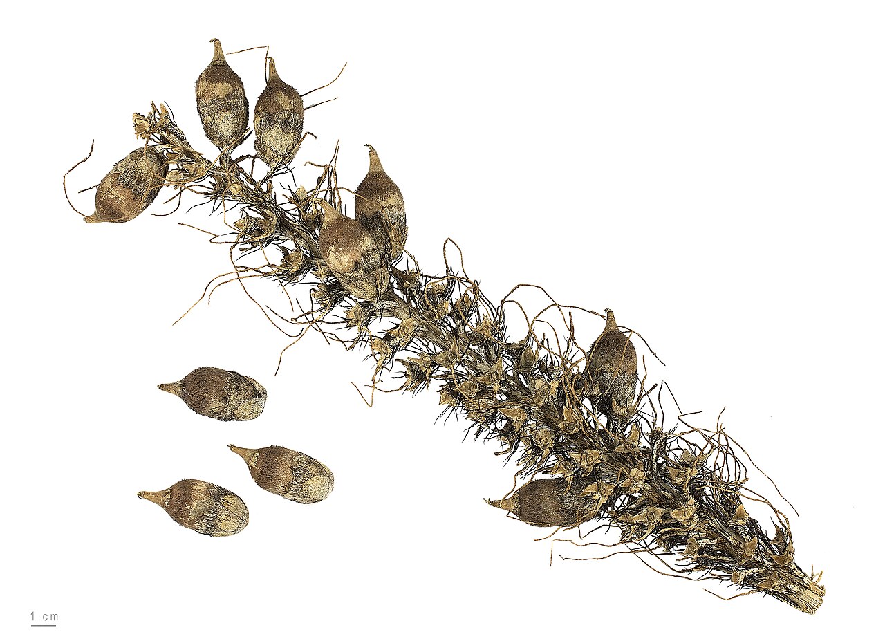 Astrocaryum paramaca: ‘’Astrocaryum paramaca’’, früchte