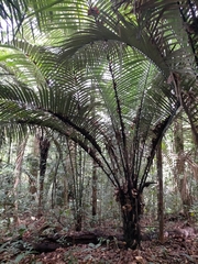 Astrocaryum sciophilum (Astrocaryum sciophilum)