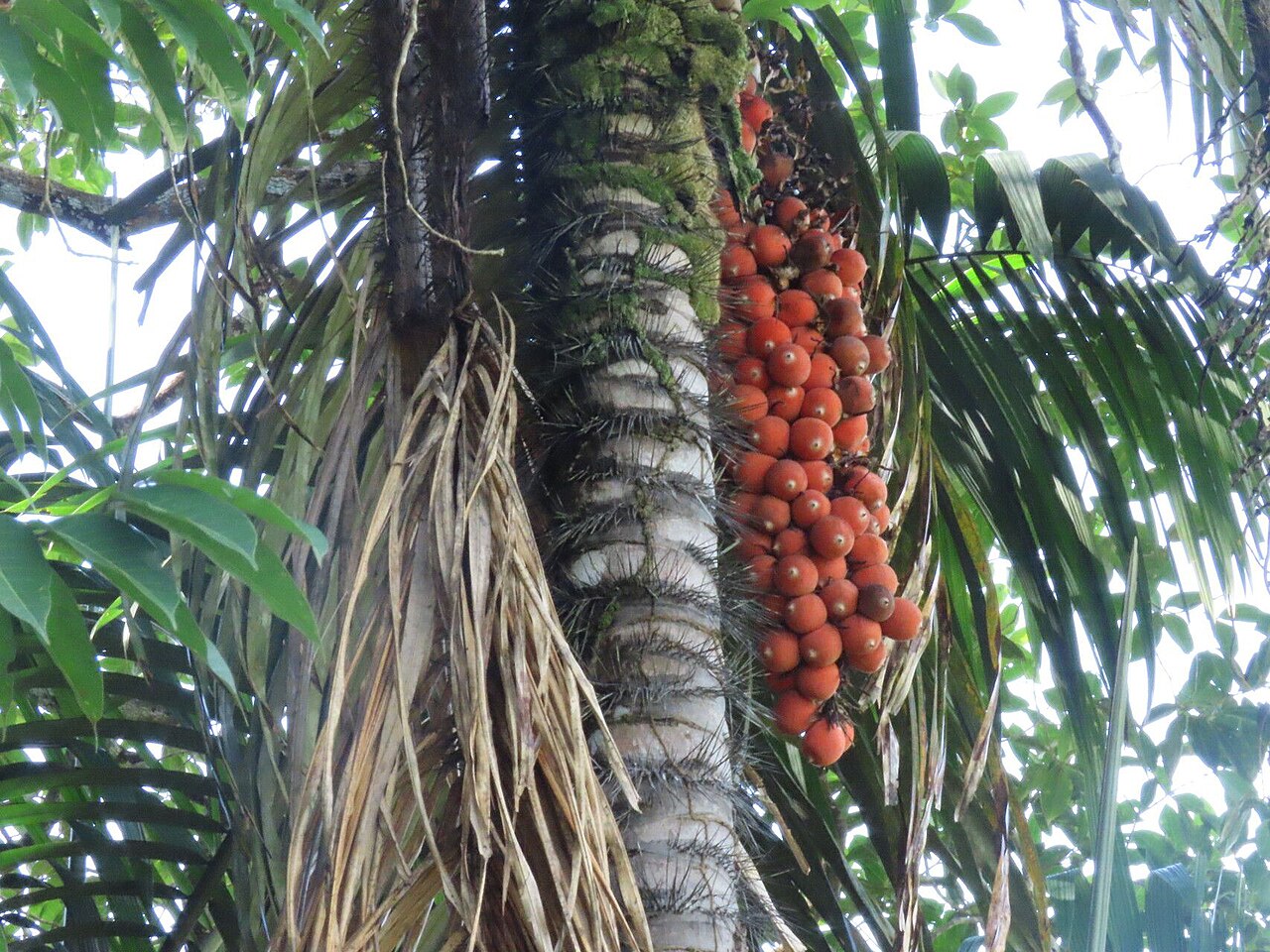 Mocora palm: Astrocaryum standleyanum fruits.