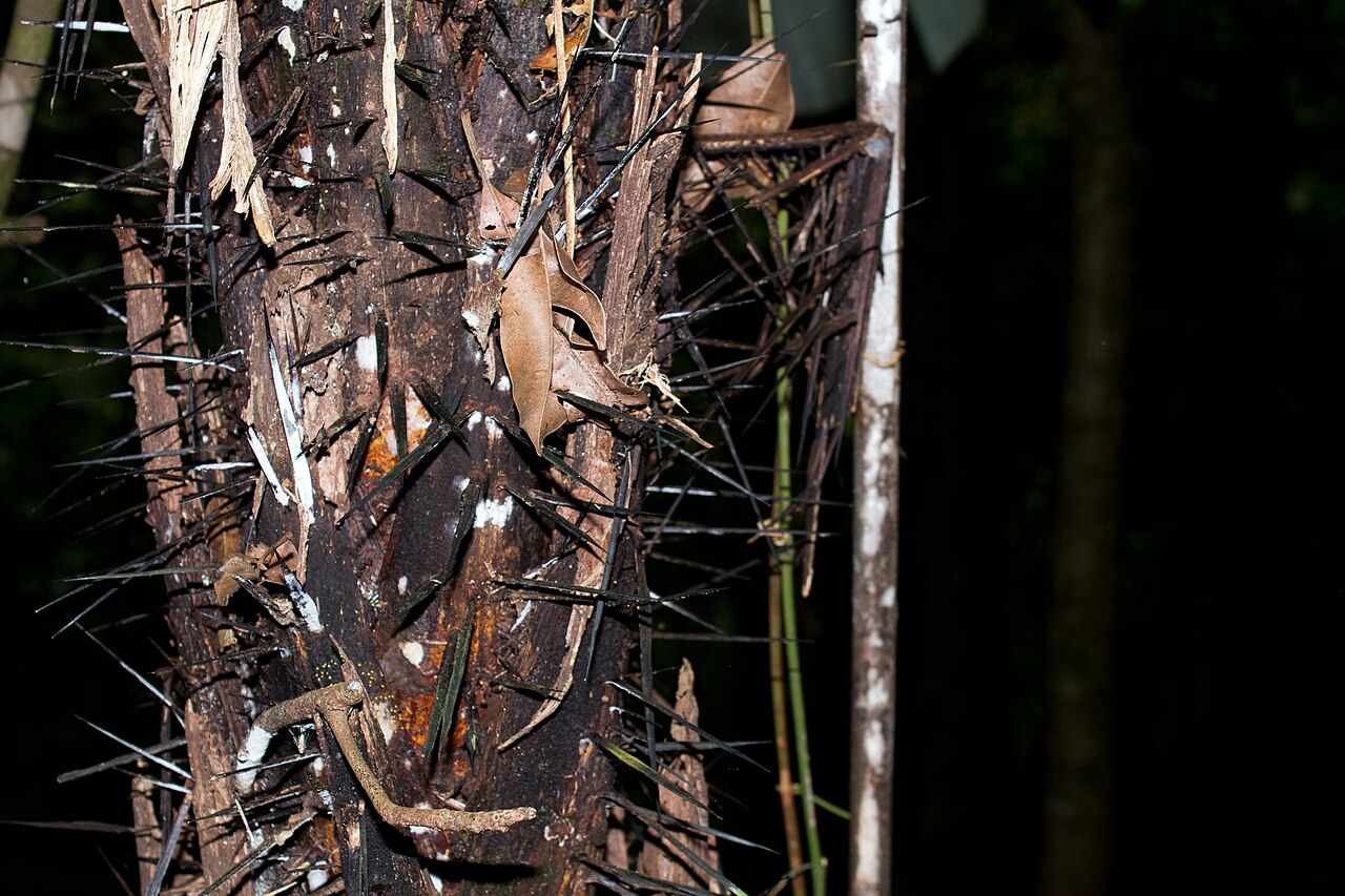 Mocora palm: Astrocaryum standleyanum in Panama