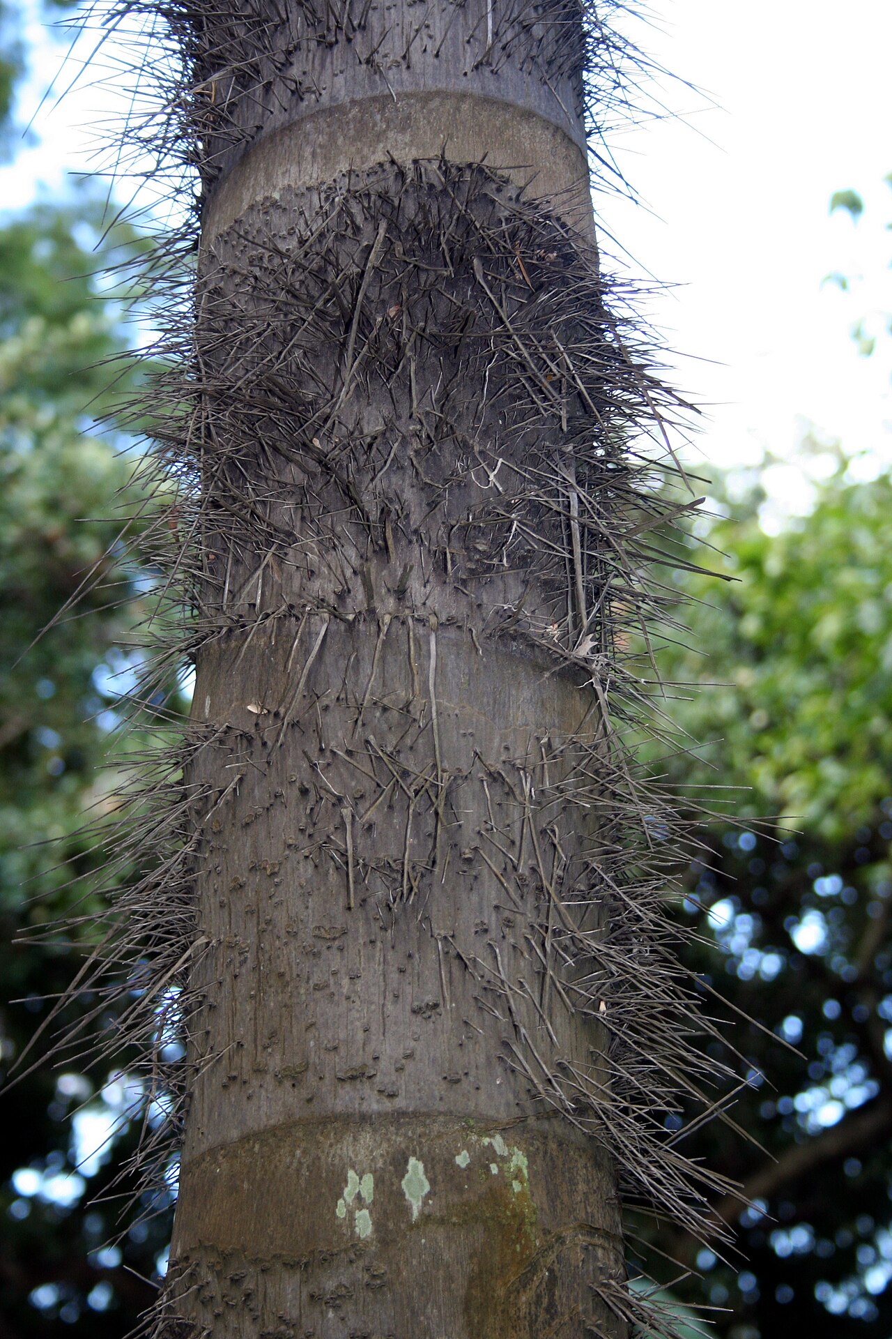 Mocora palm: Astrocaryum standleyanum at Foster Botanical Garden, Honolulu, HI, USA
