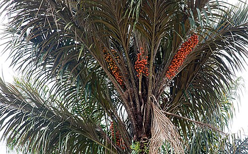 Awarra palm: Awarra Palm