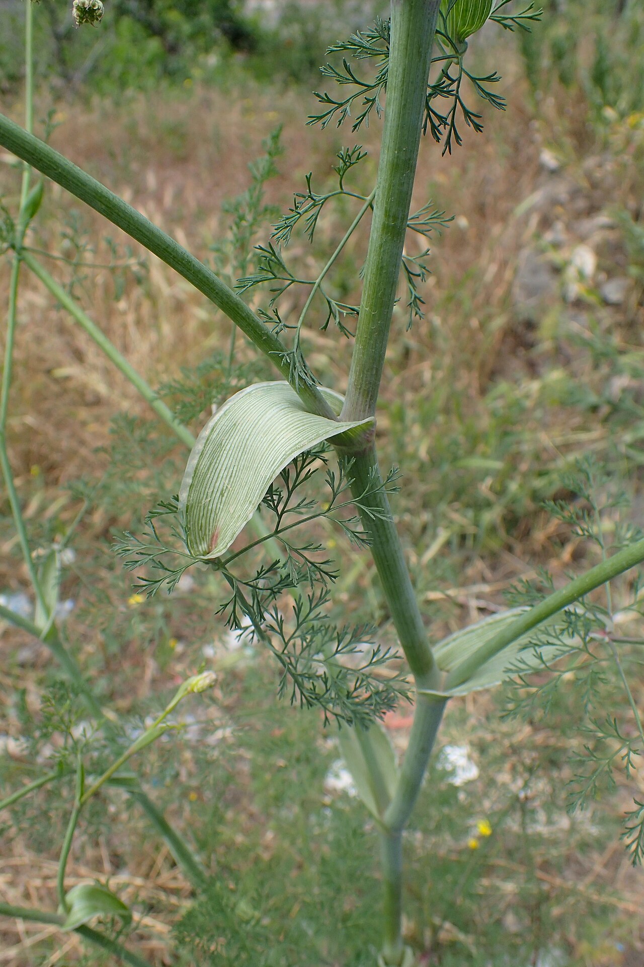 Astrodaucus orientalis: Astrodaucus orientalis in Yerevan, Armenia