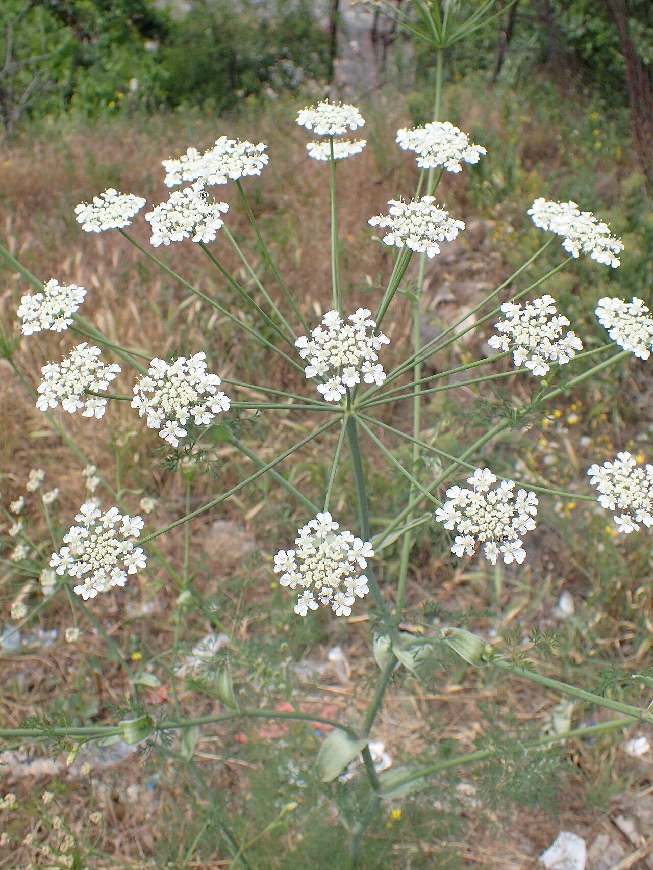 Astrodaucus orientalis: Astrodaucus orientalis in Yerevan, Armenia