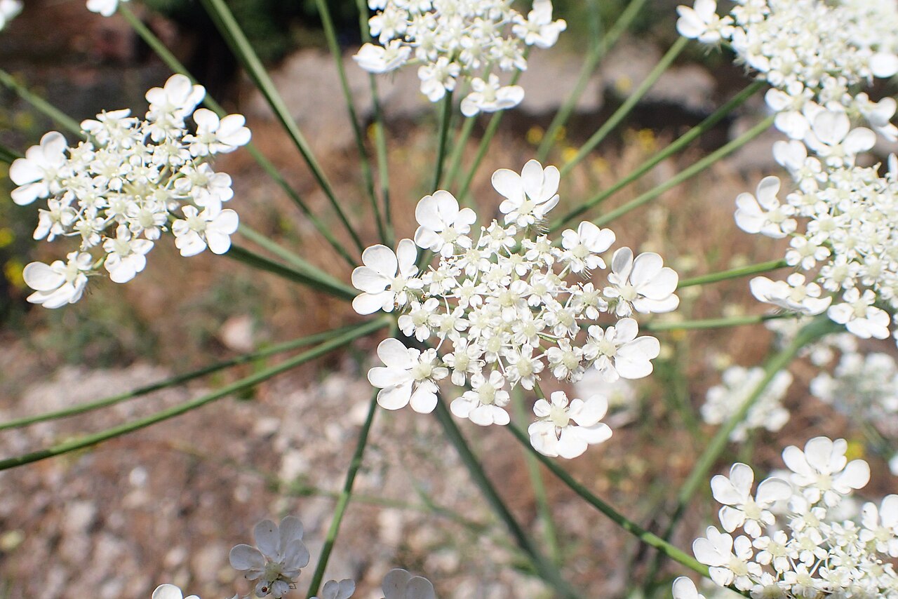 Astrodaucus orientalis: Astrodaucus orientalis in Yerevan, Armenia
