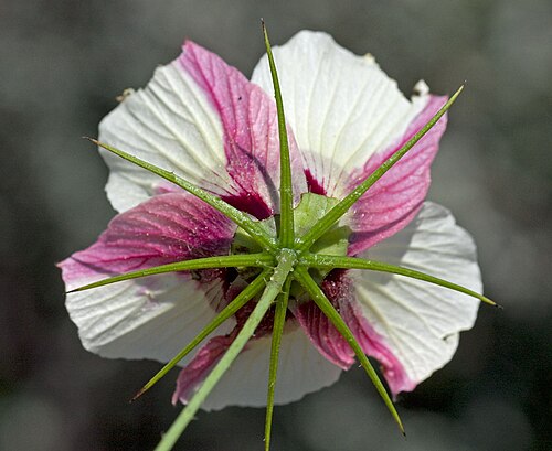 Astrohibiscus caesius: Hibiscus caesius