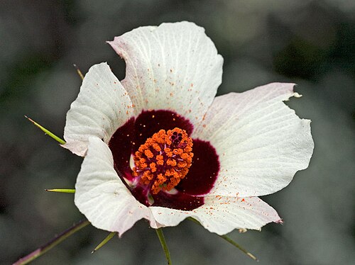 Astrohibiscus caesius: Hibiscus caesius
