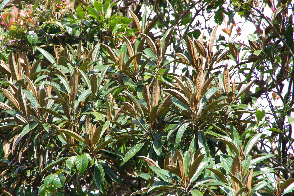 Astronia spectabilis (Astronia spectabilis)