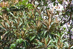 Astronia spectabilis (Astronia spectabilis)