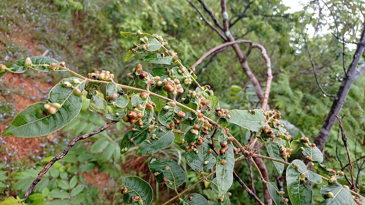Tigerwood: Astronium fraxinifolium (Gonçalo) é uma árvore brasileira a família das Anacardiaceae.