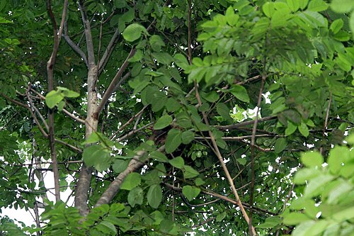 Astronium graveolens: Location taken: INBioparque, Santo Domingo de Heredia, Costa Rica. Names: Astronium graveolens Jacq., Astronium balansae, Gonçalo alve Classification: Plantae >