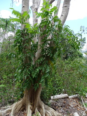 Astronium graveolens (Astronium graveolens)