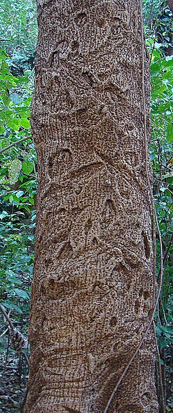 Astronium graveolens: The mottled trunk of the Ron-ron Tree, a species endangered due to is valuable, reddish wood. Photo from Indio Maiz Reserve, southeastern Nicaragua. In context 