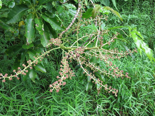Astropanax mannii (Astropanax mannii)