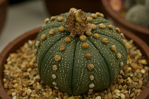 Sanddollar: Astrophytum asterias. Taken during Tatton Park Flower Show 2009