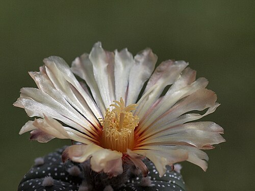Sanddollar: Astrophytum asterias