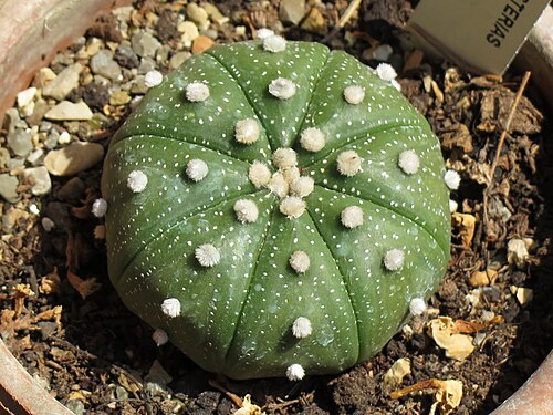 Sanddollar: Astrophytum asterias