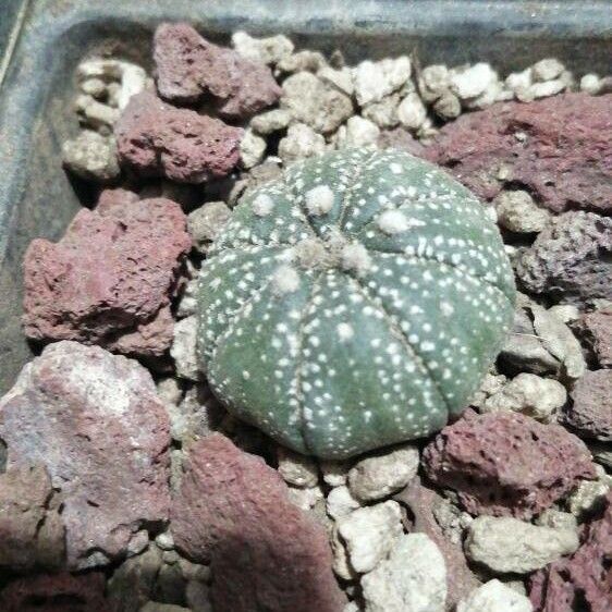 Sanddollar (Astrophytum asterias)