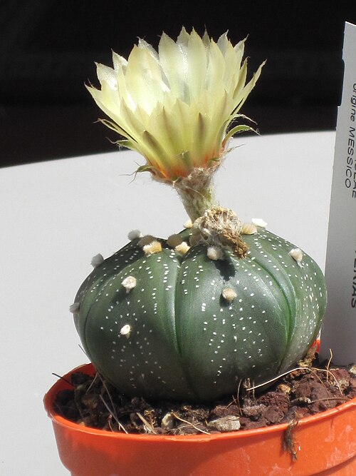 Sanddollar: Astrophytum asterias in fioritura