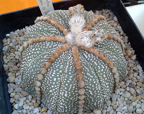 Sanddollar: Astrophytum asterias