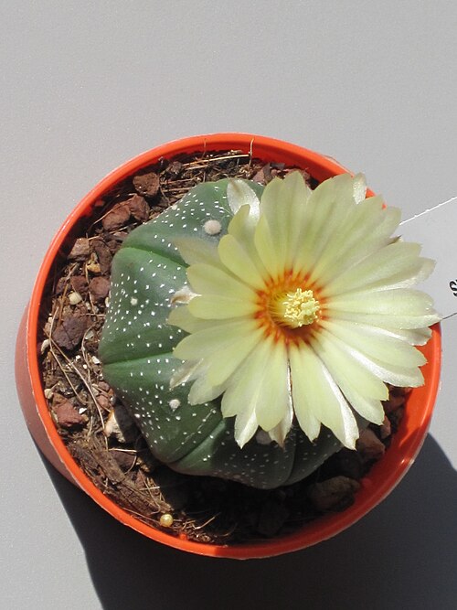 Sanddollar: Astrophytum asterias in flower
