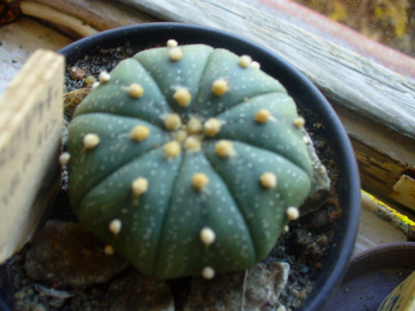Sanddollar: Astrophytum asterias
