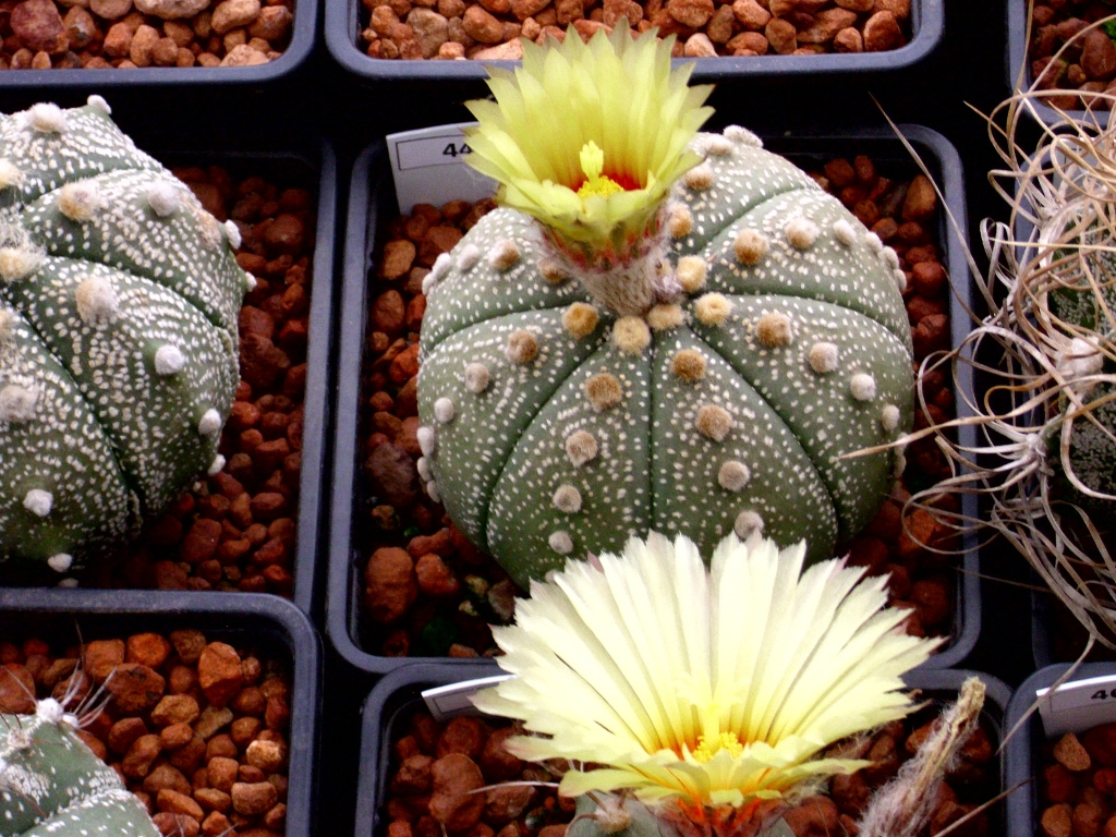 Sanddollar: Astrophytum asterias in greenhouse
