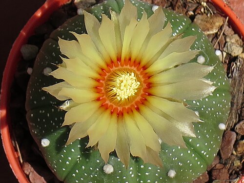 Sanddollar: Il fiore dell'astrophytum asterias
