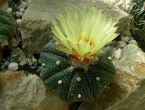 Sanddollar: Floraison sur un Astrophytum asterias cultivé en serre.