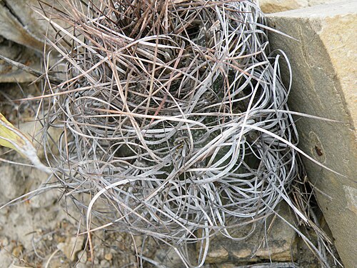 Goat's horn cactus: Piedras Blancas, Coahuila